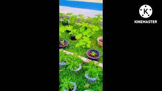 #rupika s gardening life episode 1