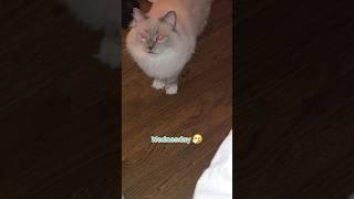 I really got scolded on Tuesday 🫢 #meows #cat #pets #shorts