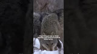 Grey Wolf   The Elegant Predators and Highly Social Animals  Gray Wolves Facts