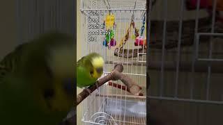I Try My Best! - Boba the Budgie - Talking Parakeet