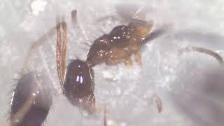 Ant brain isolation