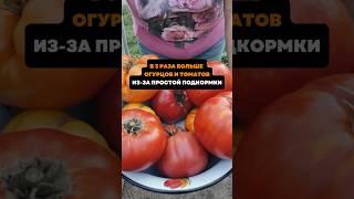 В 3 раза больше огурцов и томатов из-за простой подкормки#дача#сад