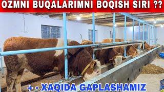 BUQALARIMNI  QANDEK USLUBDA BOQYABMAN YEMLASH SIRI