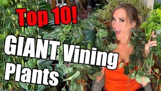 TOP 10 HUGE Vining & Trailing House Plants | BEST GIANT Vining Plants | Show-Stopping Hanging Plants