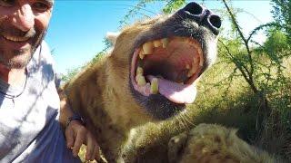 Hanging With Hyenas | The Lion Whisperer