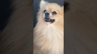 Убери свой НАПИТОЧЕК #pomeranian #шпиц #померанскийшпиц #немецкийшпиц #шпицы