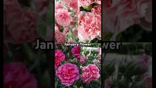 “️January is ugly”#aesthetic #season#stone#flower#colors #January#@MATERIAL_GWURL