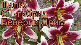 Лилия от-гибрид Беверли Дрим  обзор: как сажать, луковицы лилии Беверли Дрим