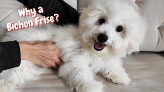 Puppy Reveals All the Secrets of a Bichon Frise