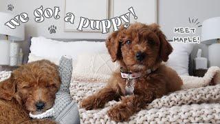 Picking up our Goldendoodle Puppy! And the first 72 hours with her...