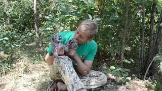 Newborn South America Jaguar cubs in park Taigan Safari Park (Crimea)