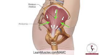 Muscle Anatomy Master Class   Gluteus Medius   Muscle Attachment Drawn Illustration