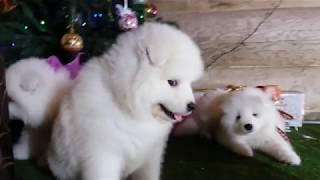 Щенки самоеда из Белоснежной Стаи ВидеоКлип для детей | Samoyed puppies video for kids