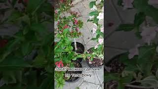 Вейгела в продаже/сдек / почта России