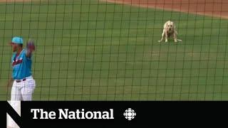 #TheMoment a Florida 'bat dog' made its mark on the baseball field