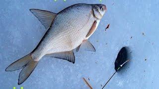 Лещ зимой- это просто. Winter fishing for bream on the game.