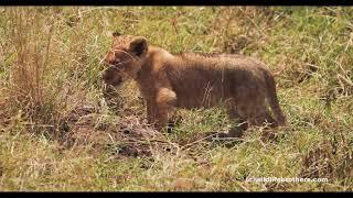 Switching between meat and milk. How little but cute lion cubs feed themselves.