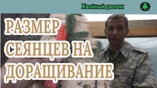 Какой размер сеянцев на доращивание, ели голубой и туи колоновидной,отправка  "Хвойный дворик"