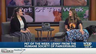 Meet Lenny!  WTAP's Pet of the Week