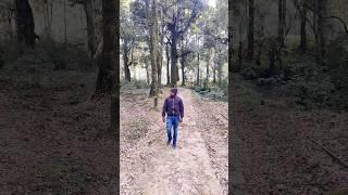 Mountain vibe!! Beauty of nature.#sikkim #shorts #viral #tiktok #shortsfeed #ytshorts #forest #masti