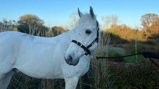 Full Connemara 15.1 grey gelding 2012