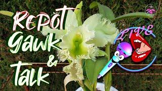 Repotting Cattleya Alliance Orchid LIVE | Orchid Repot Hangout #ninjaorchids