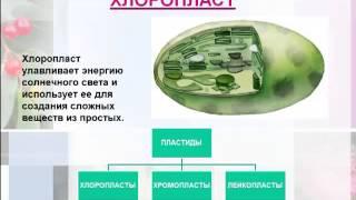 строение растительной клетки