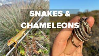 SNAKES, CHAMELEONS AND LIZARDS!
