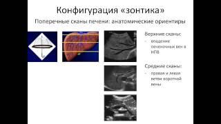 Основы ультразвуковой анатомии печени