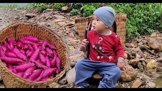 Single mother harvests sweet potatoes withher son