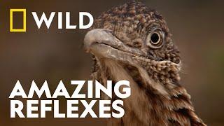 Roadrunner vs Rattlesnake | Wild, Smart and Deadly |  National Geographic WILD UK