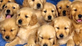 Cuccioli di Labrador e Golden Retriver