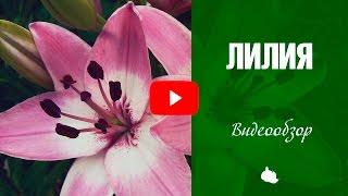 Лилии выращивание  Лилия -Как посадить и вырастить? Советы от эксперта HitsadTV 2017