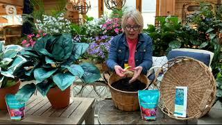 Barbara King 3-Piece Cool Blue Hosta Mixed Live Plants on QVC