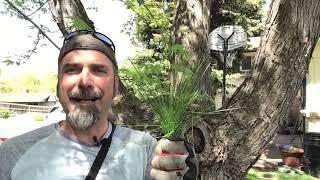 How to Fix Your Ugly Lawn:  Lawn Care Schedule Year Round