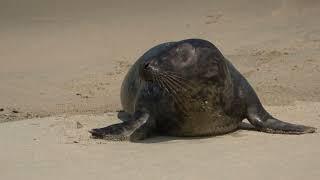 happy seal