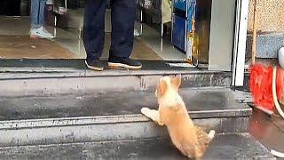 A 2-month-old stray Corgi just wanted to find shelter from the rain,but the shop owner kicked it out