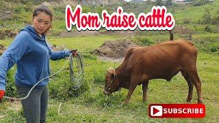 Mom raise cattle