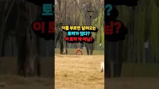 이 토끼 개 아님? 이름 부르자마자 달려옴! 토끼 키울까 말까 고민 중이라면 이 영상 보세요 #토끼 #토끼키우기 #토끼일상 #토끼브이로그
