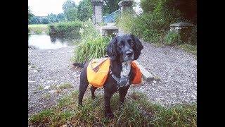 Ruffwear Approach Pack For Ellie