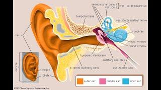 structure & function  of the ear | Grade  12 life sciences | M.saidi | ThunderEDUC