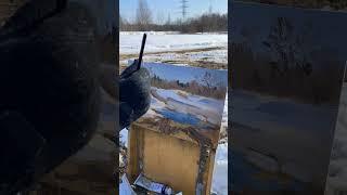 Проталина. Картина маслом.