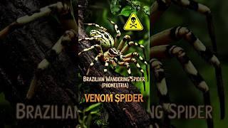 Most dangerous spider of this planet #shorts #ytshorts #spiderfacts