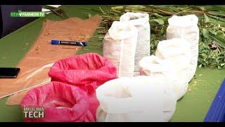 Githunguri Dairy with tips on dairy farming feeds - MkulimaTech