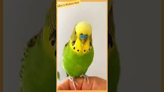 Budgie Sound to make them happy!!!