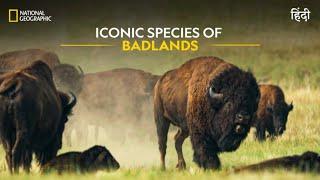 Iconic Species of Badlands | America’s National Parks | हिन्दी | Full Episode | S1-E2 | Nat Geo