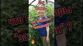 Who Said Tomatoes Got Fat? | Кто сказал, что помидоры зажирели?#shorts #gardening #tomatoes