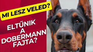 Mi lesz veled dobermann?