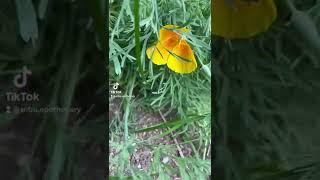 My first California poppy . I can’t wait to tincture this beautiful nervine #medicinalherbs