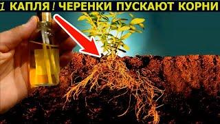 1 КАПЛЯ ЧЕРЕНКИ ПУСКАЮТ КОРНИ БЕЗ ОСТАНОВКИ! СТИМУЛЯТОР РОСТА КОРНЕЙ СВОИМИ РУКАМИ!